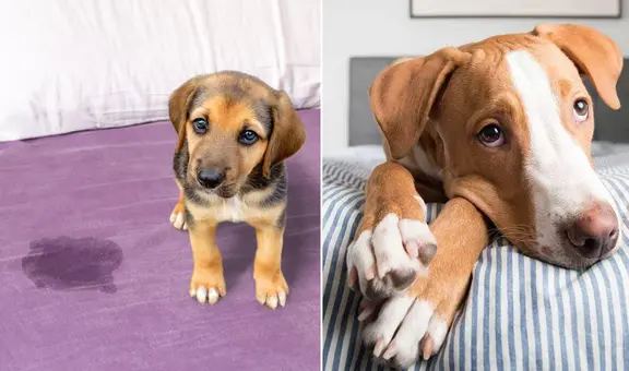 ¿Por qué los perros orinan en la cama y cómo corregirlo?