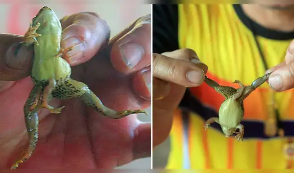 Hombre encuentra rana con seis patas y cree que le trae suerte [VIDEO]