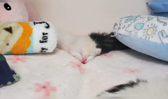 Fabrican unas pequeñas férulas con palitos de médico para que gato bebé logre caminar [VIDEO]