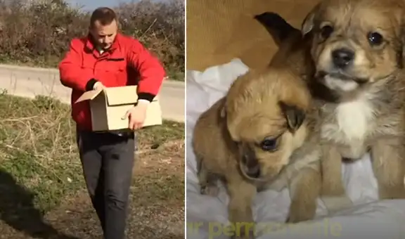 Joven se conmueve al hallar unos cachorros abandonados y los termina adoptando [VIDEO]