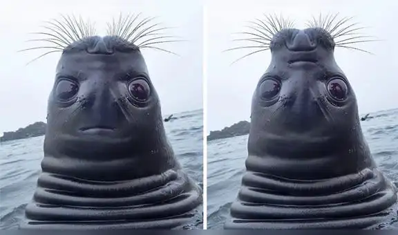 Le toman foto a foca mirando hacia arriba y la imagen se viraliza por su extraño aspecto [FOTOS]
