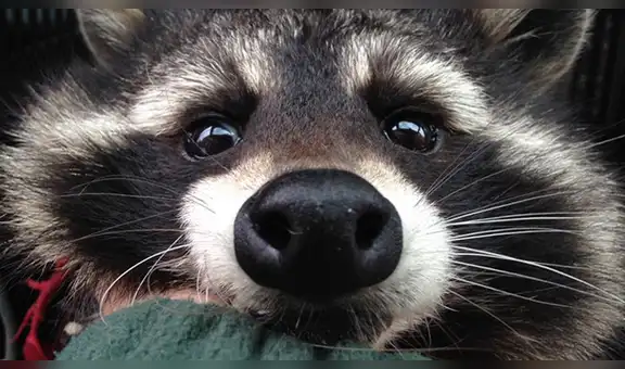 Falleció Oreo, el mapache que sirvió de modelo para crear a Rocket Racoon