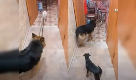Gato se da cuenta que perro pastor alemán no hace caso a su dueña y lo ‘obliga’ a obedecerla [VIDEO]