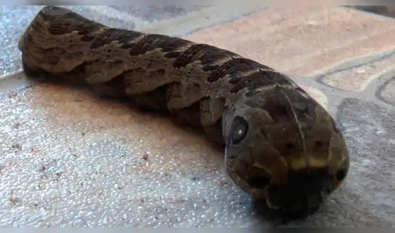 Facebook viral: Este gusano con apariencia de serpiente a dejado aterrados a miles de usuarios