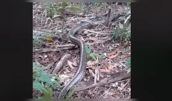Escucha fuertes ruidos de madrugada, se asoma y observa brutal batalla de serpientes [VIDEO]