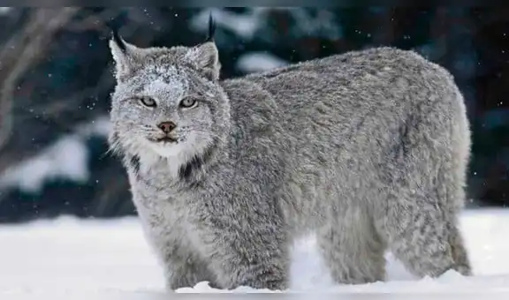 Lince encuentra a un rival invadiendo su territorio y ocurre algo completamente impactante [VIDEO]