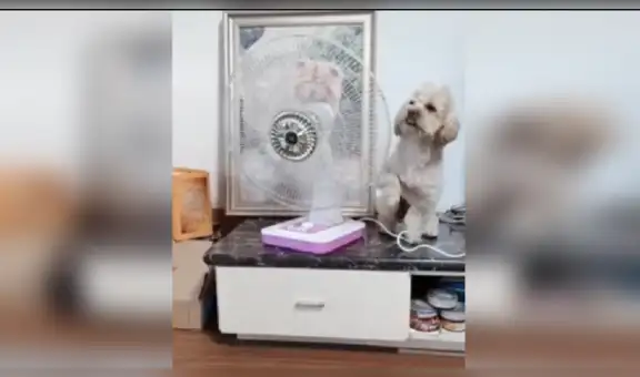 Perro no soportaba más el calor y sorprende al prender el ventilador por sí mismo [VIDEO]