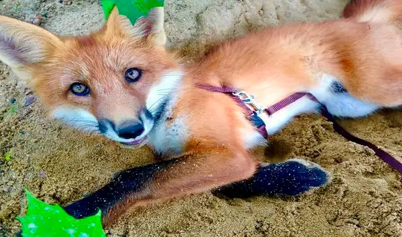 Joven rescata a un zorro que iba a ser sacrificado para fabricar un abrigo