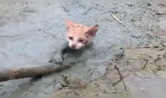 Facebook viral: Gato bebé queda atrapado en el barro y hombre acude a su rescate [VIDEO]