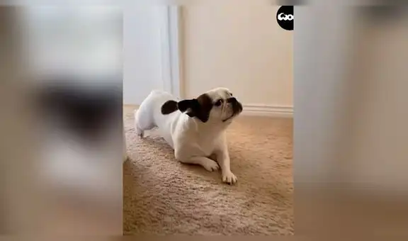 Perro travieso pide ‘perdón’ a su dueña y protagoniza dramática escena [VIDEO]