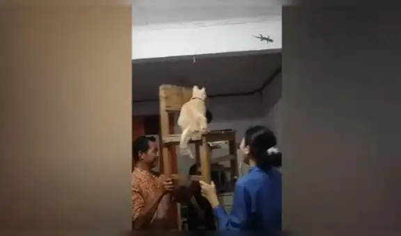 Obligan a su gato que atrape una lagartija y juntos protagonizan una hilarante escena [VIDEO]