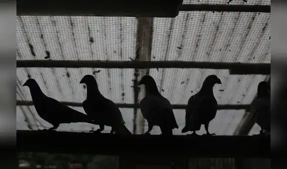 Las palomas ‘zombies’: ¿de qué se trata esta infección viral que está atacando a las aves?