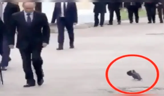 YouTube: la verdad sobre la paloma que saludó a Vladimir Putin [VIDEO]
