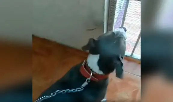 Perrita preñada acude al veterinario para que le hagan ultrasonido
