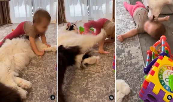 ¡Canino al rescate! Gatito empuja a un bebé y su perro mascota llega para consolarlo