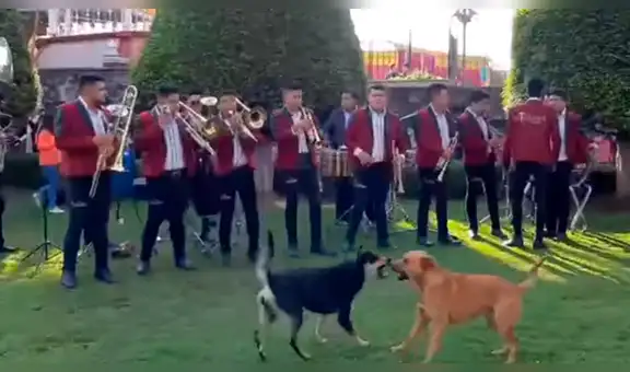 Banda musical toca ‘The Final Countdown’ de Rocky para animar pelea de perros [VIDEO]