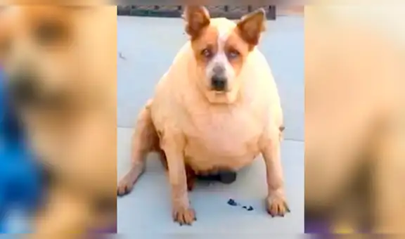 Perro callejero con sobrepeso es adoptado por una mujer y ahora luce así [FOTOS]