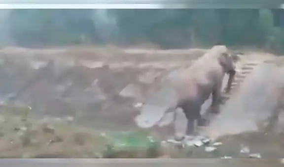 Elefante es captado subiendo una pendiente a través de una escalera peatonal [VIDEO]