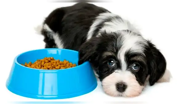 ¿Qué hago si mi perro no quiere comer? Causas y recomendaciones