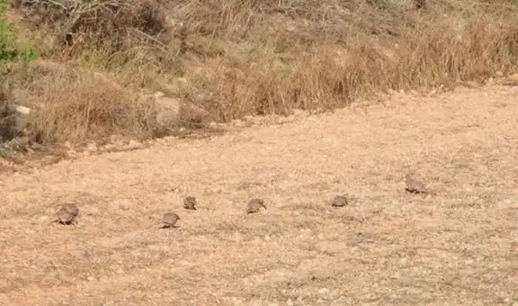 ¿Logras hallar las perdices ocultad en el desolado campo? El reto visual que nadie supera [FOTOS] 
