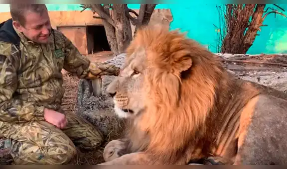 Hombre se reencuentra con león que crió de cachorro, el felino no lo reconoce y lo ataca [VIDEO]