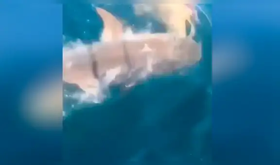 Tiburón blanco atrapa un gigantesco pez para devorarlo y protagoniza feroz batalla [VIDEO]