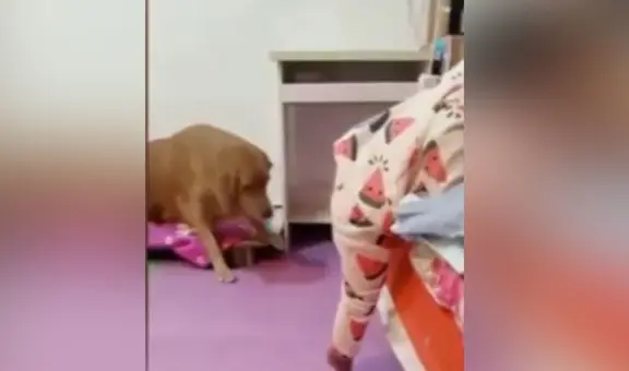 Perrito coloca su lomo como banquito para ayudar a niña a subir a la cama [VIDEO] 