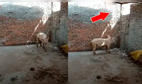 Facebook viral: cerdito intuye que lo matarán para Navidad y decide huir de casa frente a su dueño [VIDEO] 
