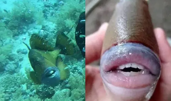 Buzo fue mordido por pez con dentadura similar a la humana: “Pensé que me rompería la piel”