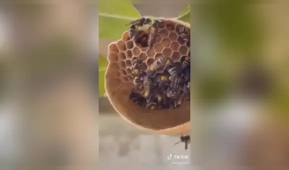 Joven graba durante 7 días a un grupo de avispas construyendo un panal en un árbol de su jardín [VIDEO]