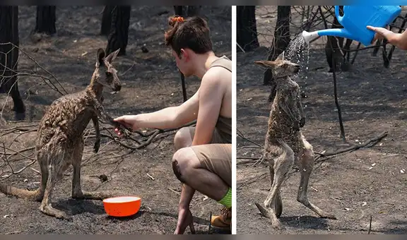 Niño salva la vida de canguro al echarle agua para curar las quemaduras en su cuerpo [FOTOS] 