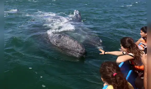 Turismo: Establecen distancias mínimas para el acercamiento a las ballenas