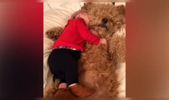 Mujer deja a su perro al ‘cuidado’ de su hijo y al regresar los capta en tierna escena [VIDEO]  