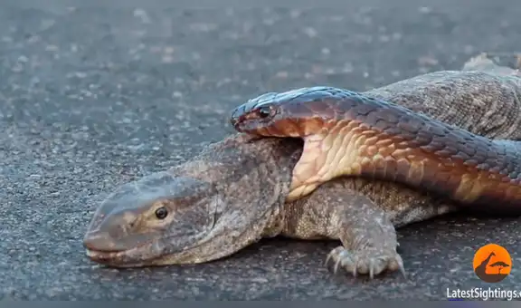 Graban a feroz cobra intentando matar a dragón de komodo de la forma más terrorífica [VIDEO]