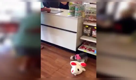 Perrita tiene emotiva reacción cuando su dueño le regala un enorme peluche [VIDEO] 