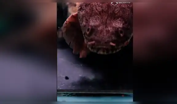 Encuentran extraño pez con aspecto de serpiente que lograr respirar fuera del río [VIDEO]