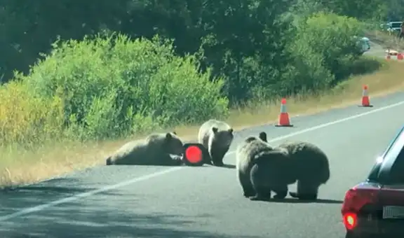 Osos bebés invaden una carretera y protagonizan una curiosa ‘pelea’ entre ellos [VIDEO]