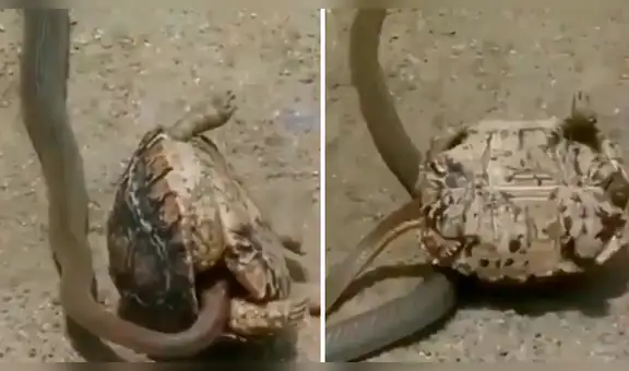 Letal serpiente tiene brutal enfrentamiento con tortuga y triste final asombra a todos [VIDEO]