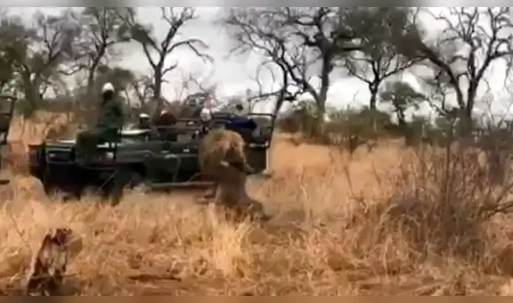 Leopardo atrapa a presa sin imaginar que una feroz hiena arruinaría todo [VIDEO]