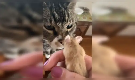 Mujer lleva a su pequeño hámster para que su gato lo conozca y este estuvo a punto de devorarlo [VIDEO]
