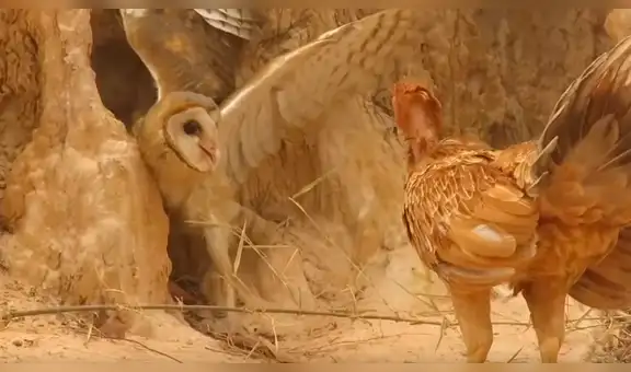YouTube viral: una furiosa gallina defendió a sus pollitos del ataque de un búho [VIDEO] 
