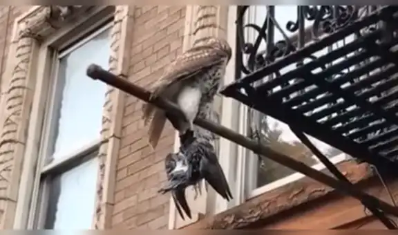 YouTube: Halcón caza a una paloma y la exhibe como si fuera un trofeo