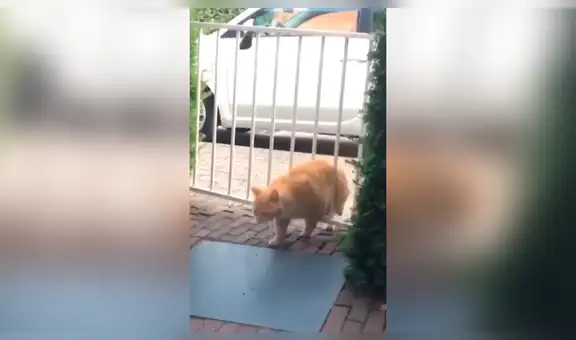 Gato termina atorado en las rejas al intentar entrar a su casa a escondidas [VIDEO] 