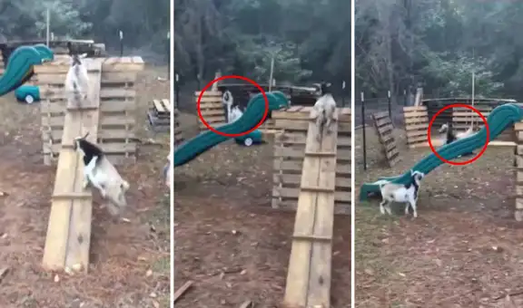 Cabras dejan en “shock” a los cibernautas al divertirse sin ayuda en un columpio