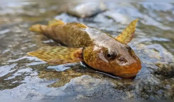 Asprete, el pez de la era de los dinosaurios en peligro de extinción
