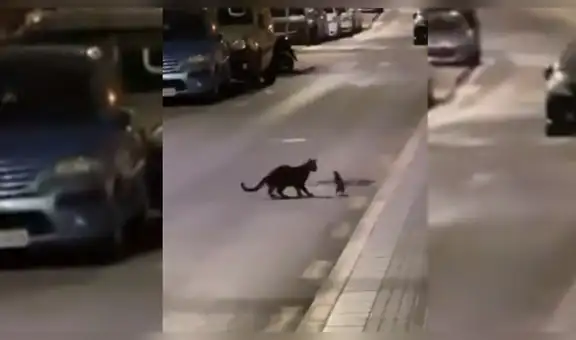 Rata protagoniza insólita pelea con un gato que estaba a punto de cazarla [VIDEO]