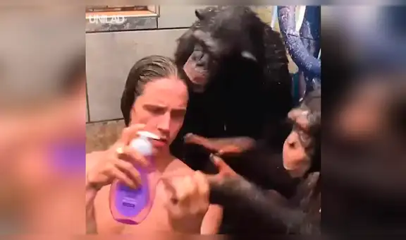 Facebook viral: monos bañan a hombre en la ducha y miles enternecen al verlos [VIDEO] 