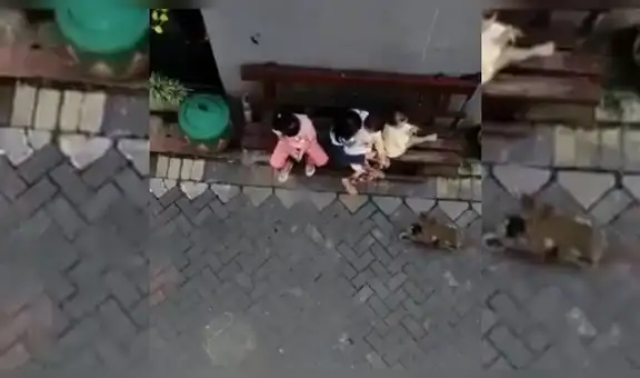 Captan a mono intentando secuestrar a una bebé mientras se maneja una motocicleta [VIDEO]