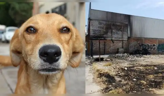 México: sujeto prendió fuego a sus cuatro perros, matando a tres de ellos