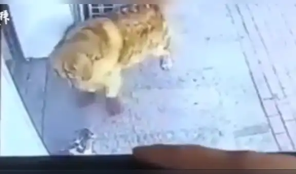Perro se enfrenta a un gato que cayó de un edificio y golpeó accidentalmente a su dueño [VIDEO]